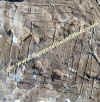 Pulsano_TCS_particolare.jpg (89711 byte)