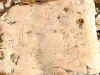 Triplice_cinta_S.Silvestrogradino.jpg (43398 byte)
