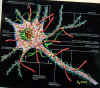 neurone.jpg (35699 byte)