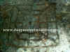 t..c.-Cressogno-2.jpg (56885 byte)