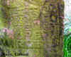 Rivington_SATOR.jpg (106333 byte)